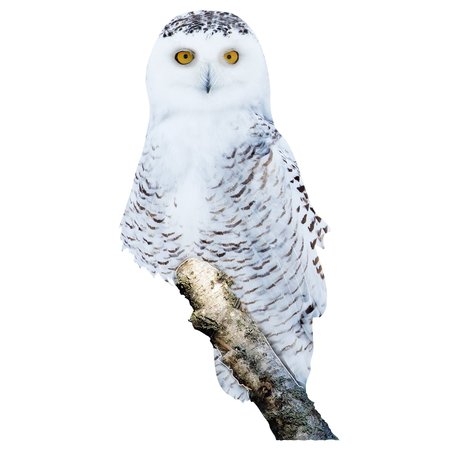 NEXT INNOVATIONS Snowy Owl Wall Art 101410140-SNOWY